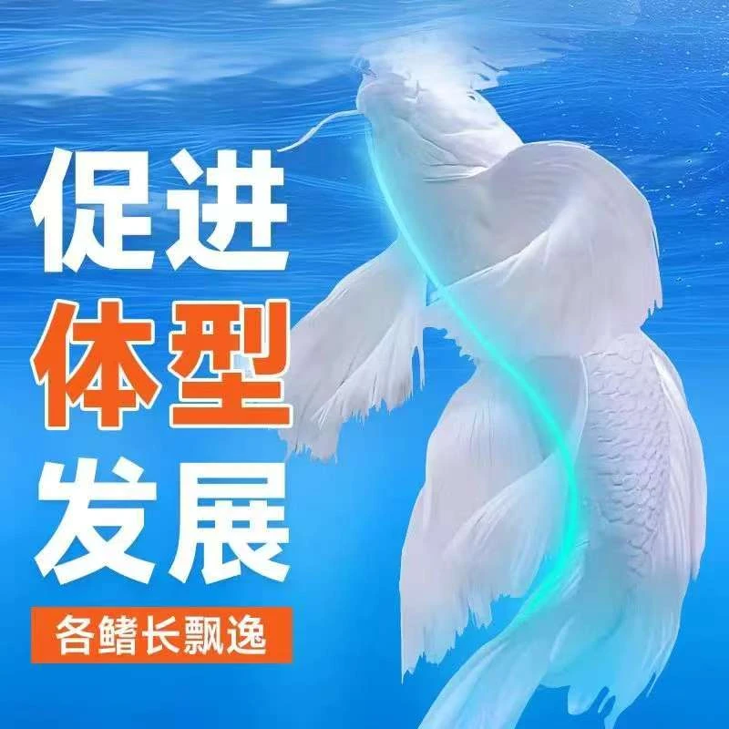 纯种蝴蝶鲤观赏鱼大鳍长尾短身冷水鱼好养耐活