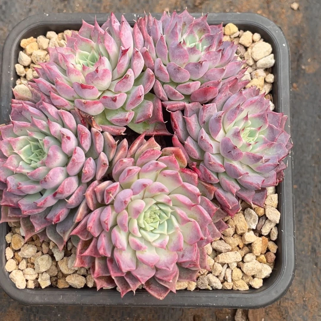 月影紫色五头群生