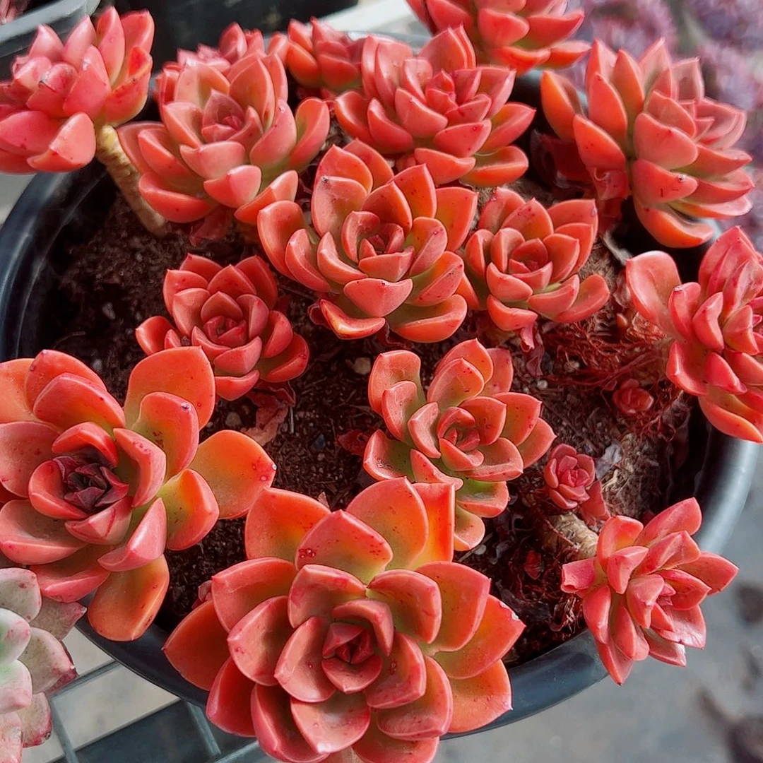 巧克力玫瑰多头散群特大