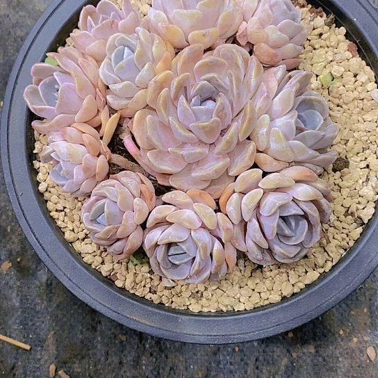 无花朵大****西汉堡多肉植物