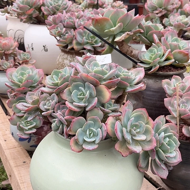 武***馆006白凤老桩脱土发货不退不换