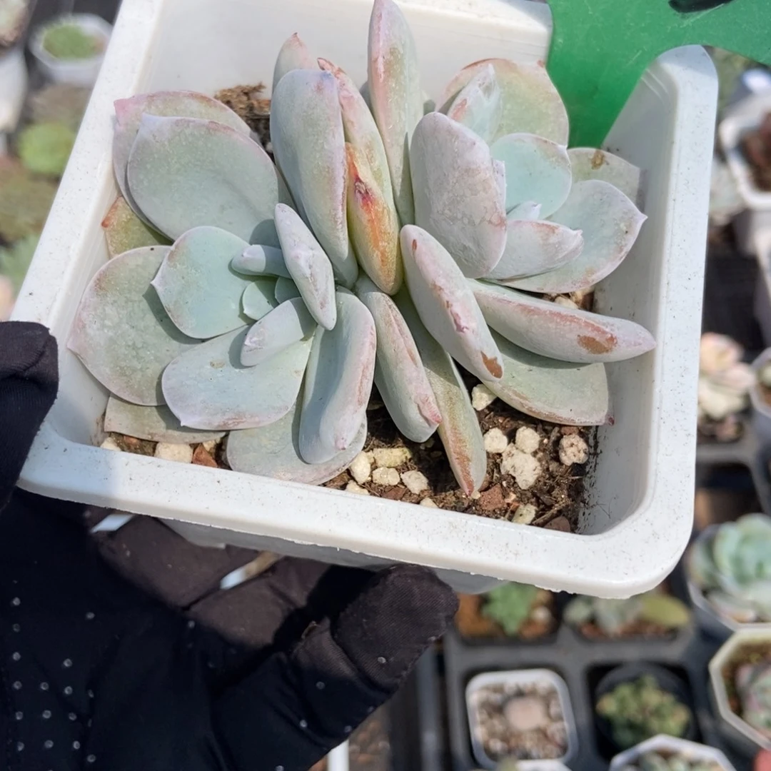 1923奶茶多肉植物