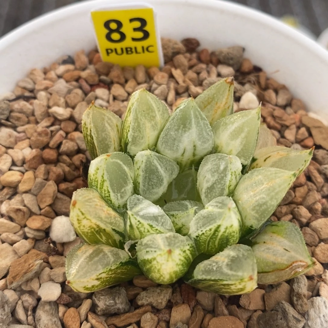 83爱心十二卷多肉植物