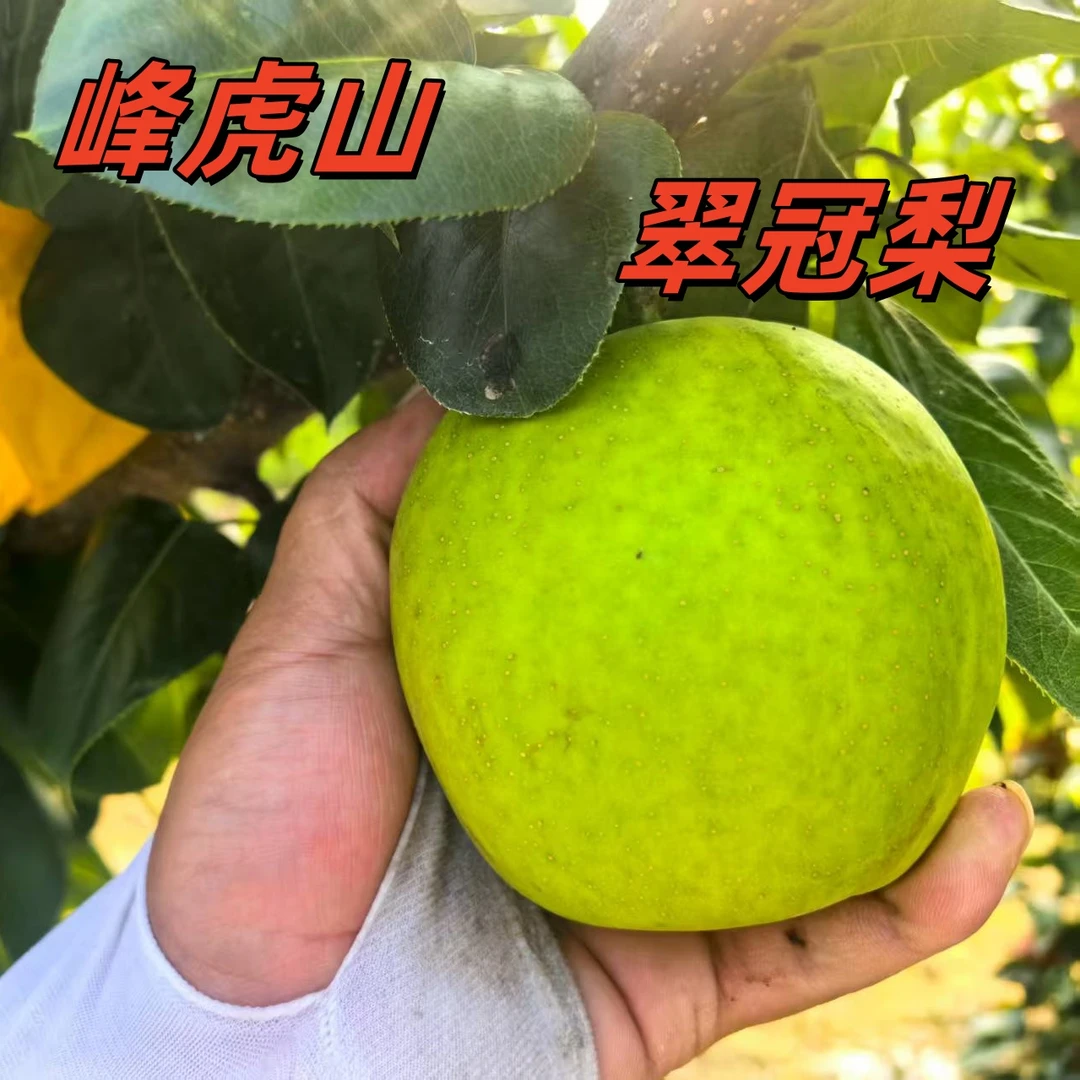 【峰虎山】助力农村正宗翠冠梨新鲜应季水果王无渣香甜多汁现摘现发