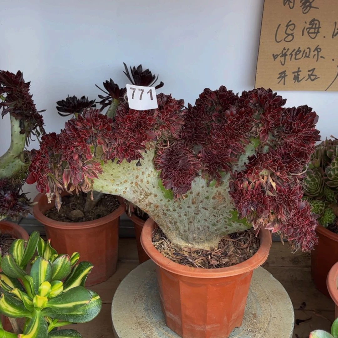 多肉植物香奈儿缀771