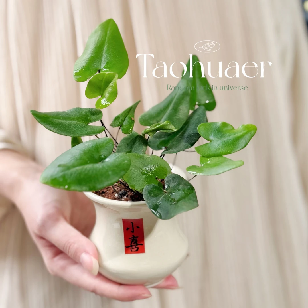 心愿蕨绿植室内盆栽好养线蕨植物客厅办公室茶桌小盆耐阴