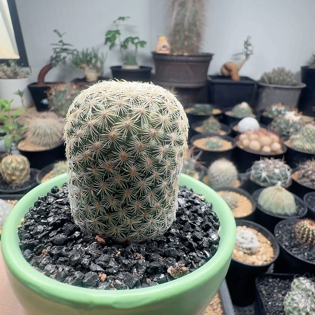 实生白子法师脱土发货