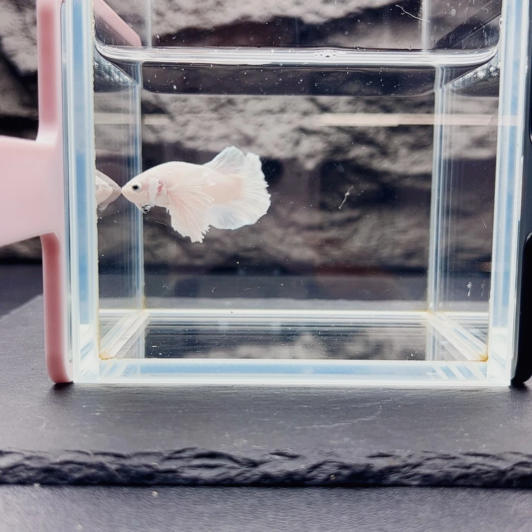 海水鱼宙斯09-22竞拍