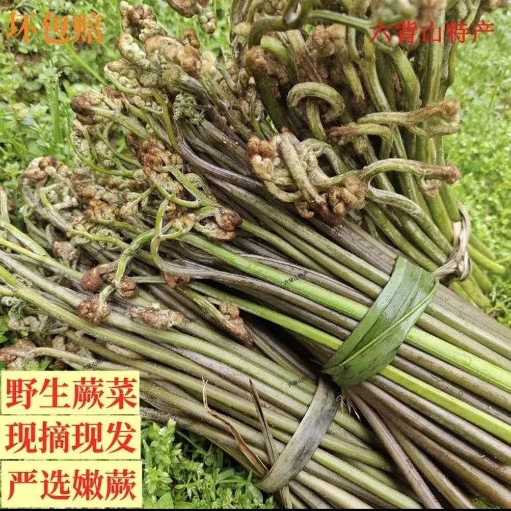 东北山野菜——蕨菜（拳头菜）（吃法：蘸酱、凉拌、炒肉）1斤起包邮新鲜
