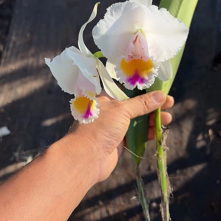 完全开放巧克力卡特