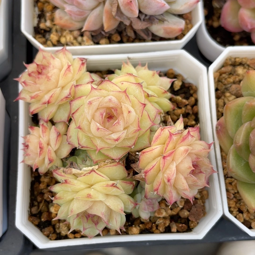 2660优选精品情人麦杆