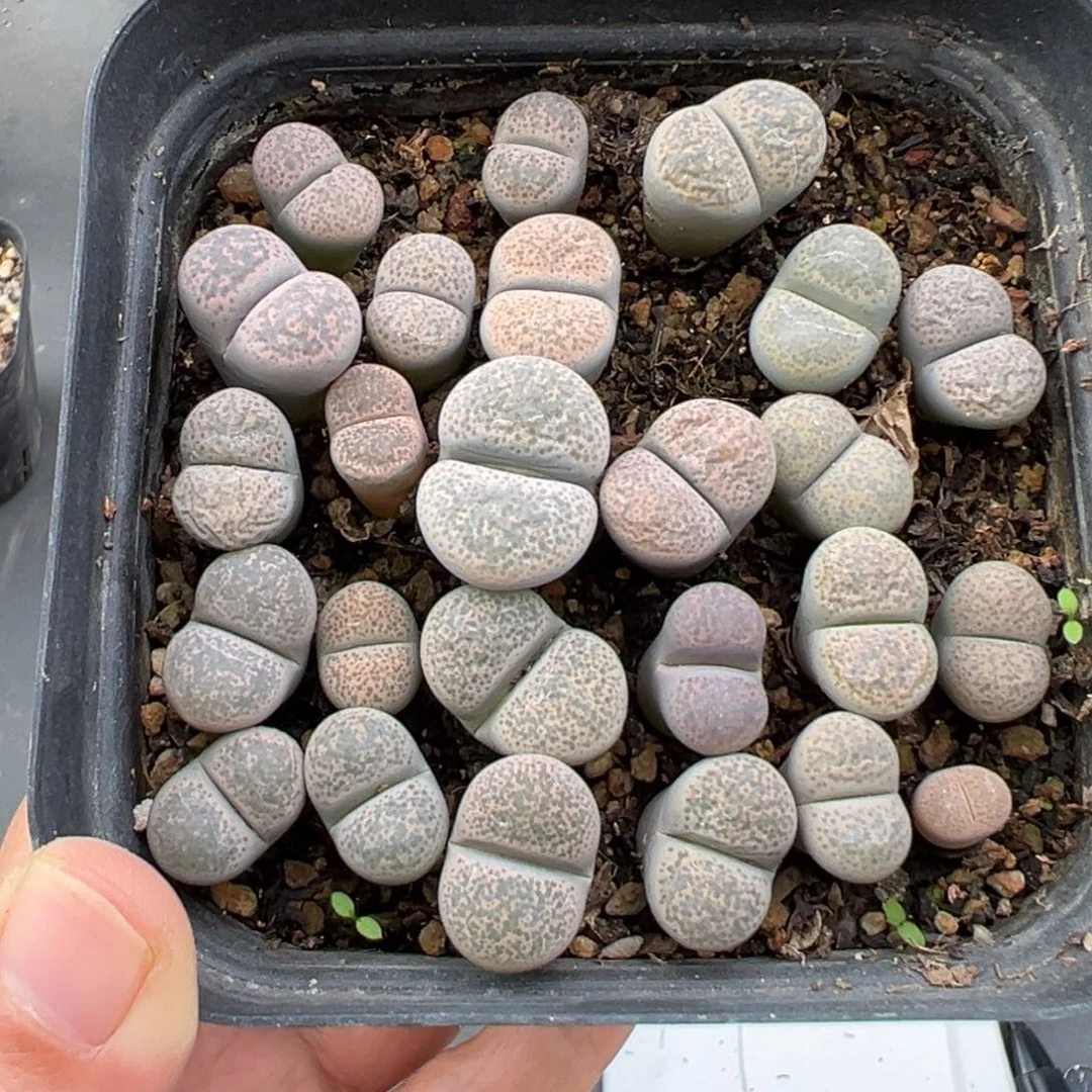 11.10好看的多肉脱土发货981