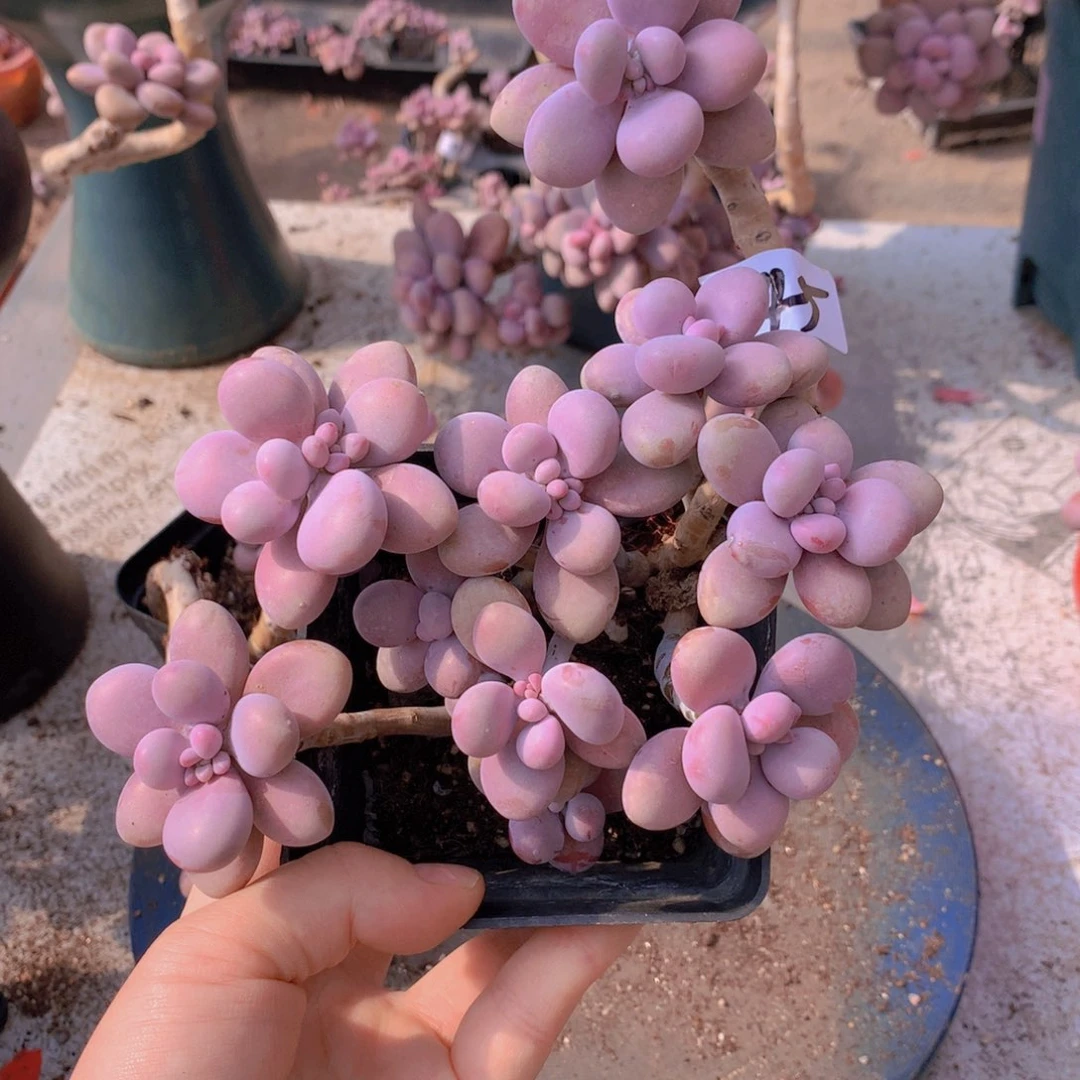 桃蛋老桩一物一拍45号