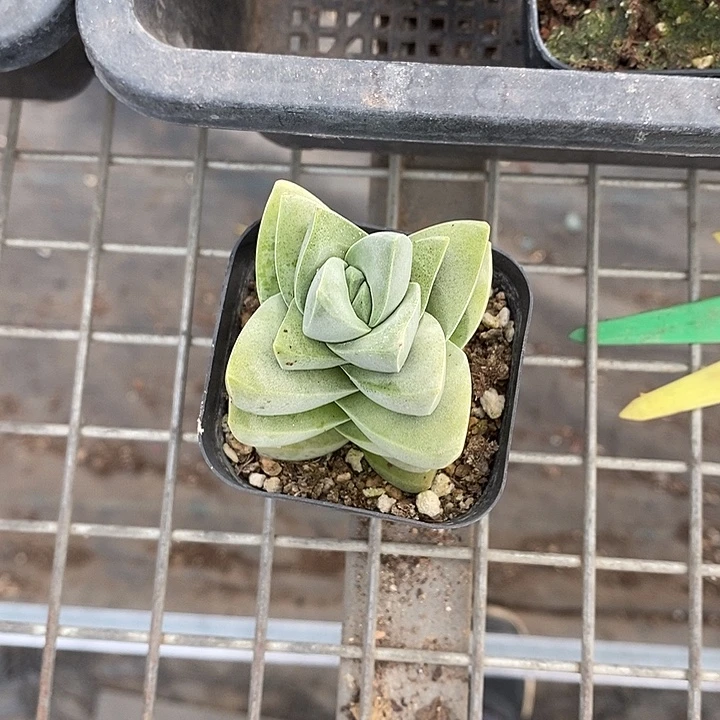 小***8漂亮仙人球一物一拍