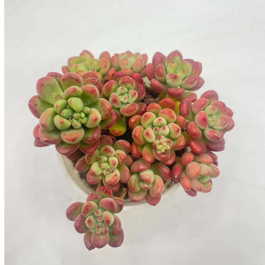 汤姆猫 多肉植物 满19包邮 以直播间展示为准 景天科