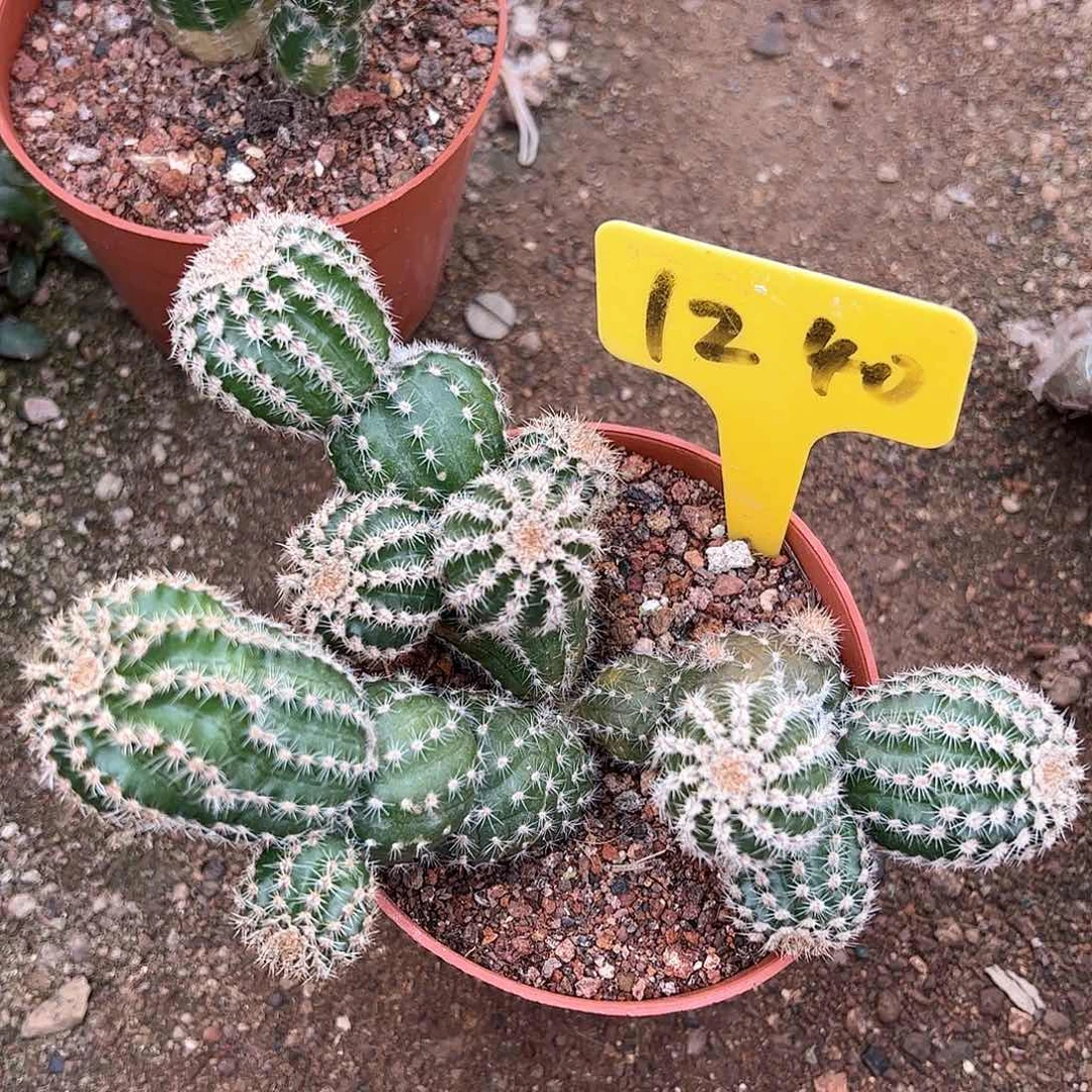 金刚1240，偏远不包邮