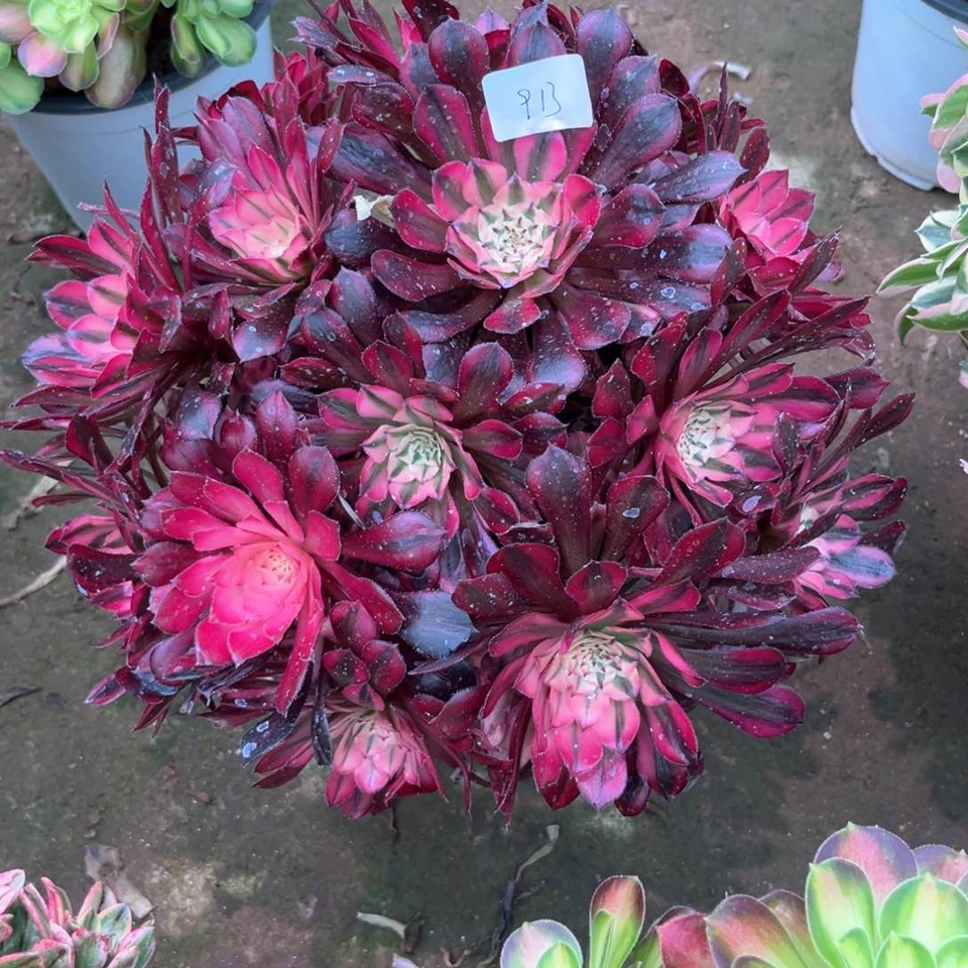多肉植物红铜白913