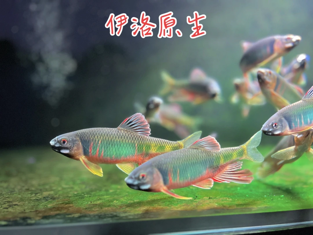 洛阳野生精品发色红下巴宽鳍鱲冷水鱼原生鱼包邮包活