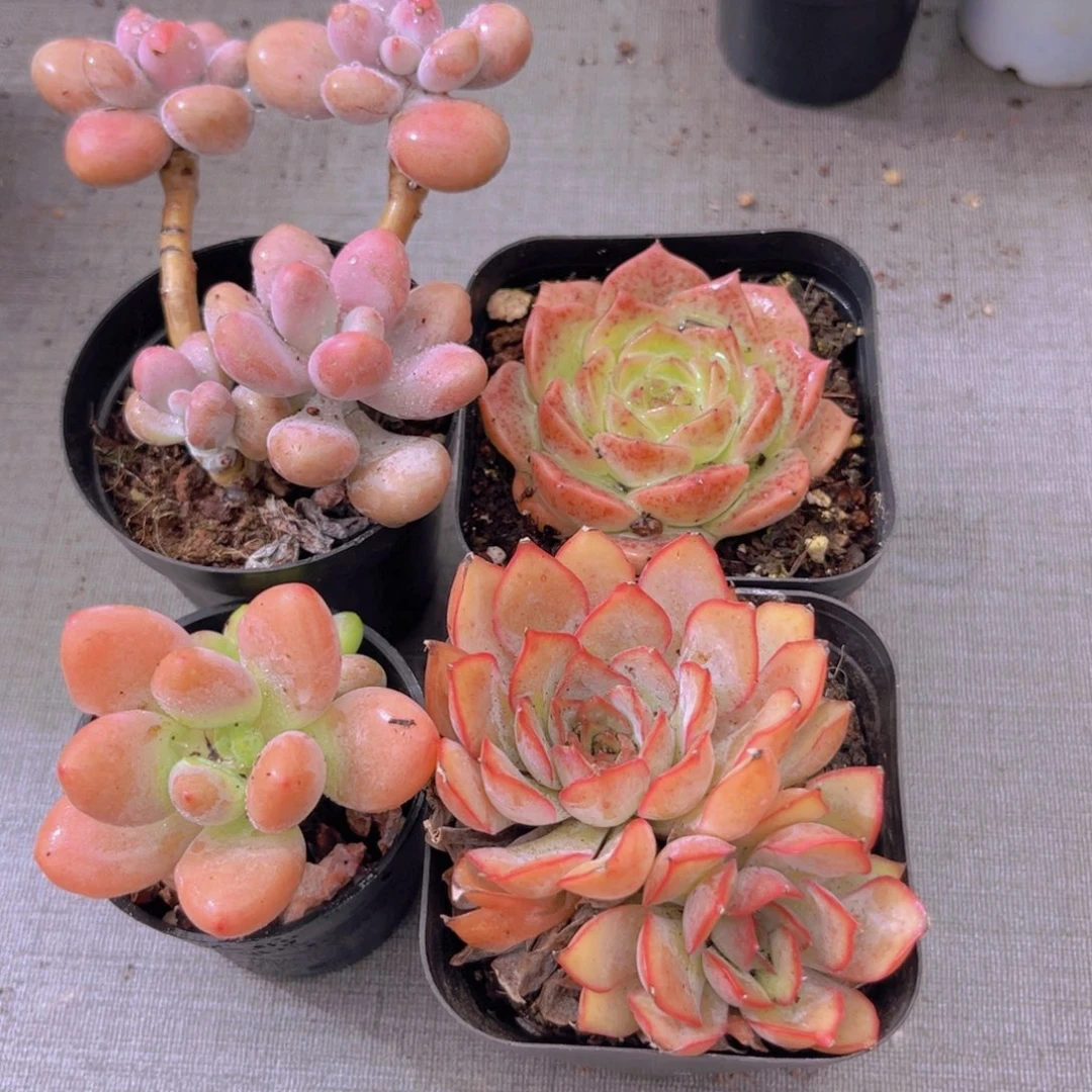桃蛋。洛神。菲娜娜。粉恋