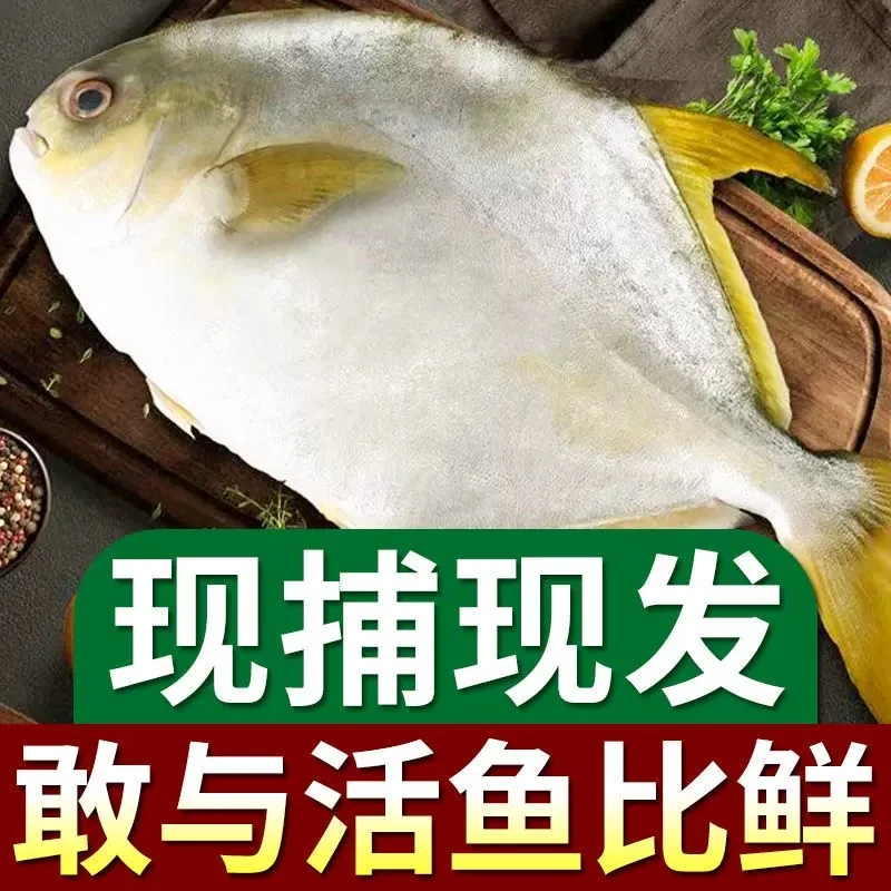 大个新鲜金昌鱼 鲜活 肉鲳 平鱼鲳鱼 清蒸 红烧肉质饱满 肉多刺少