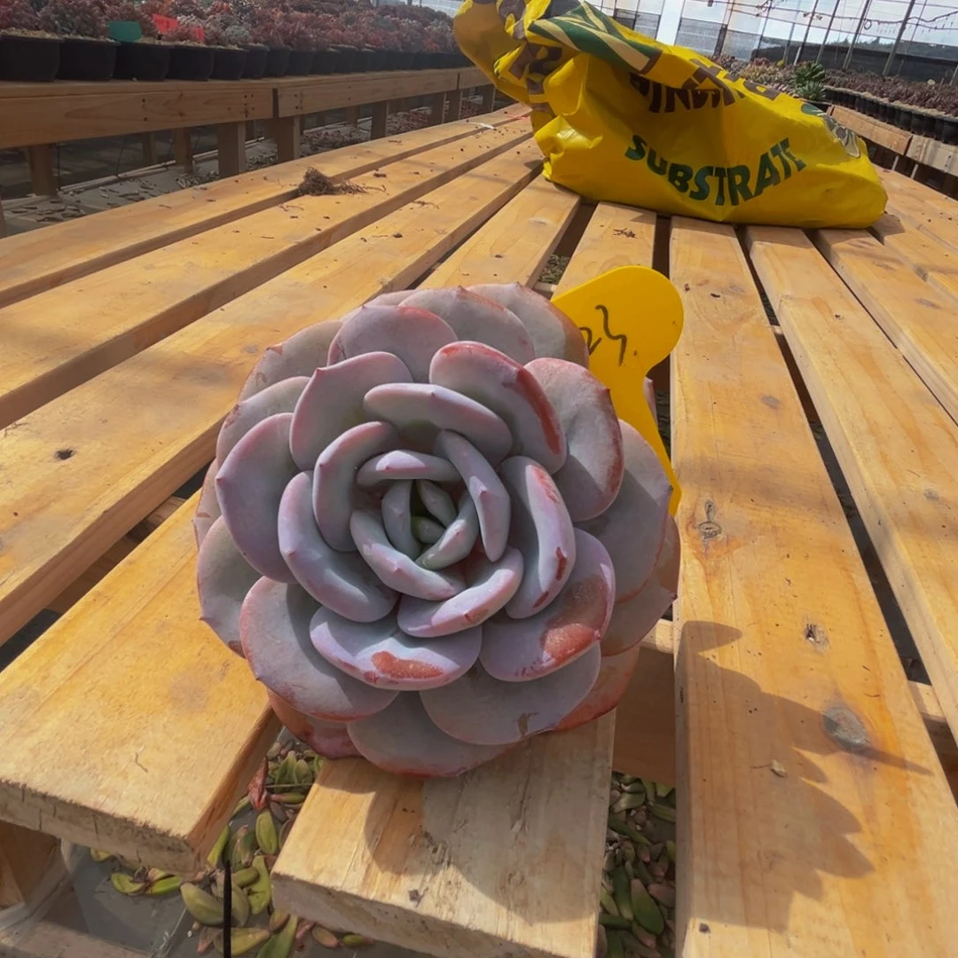 小****c23奶茶呀呀呀呀呀呀呀