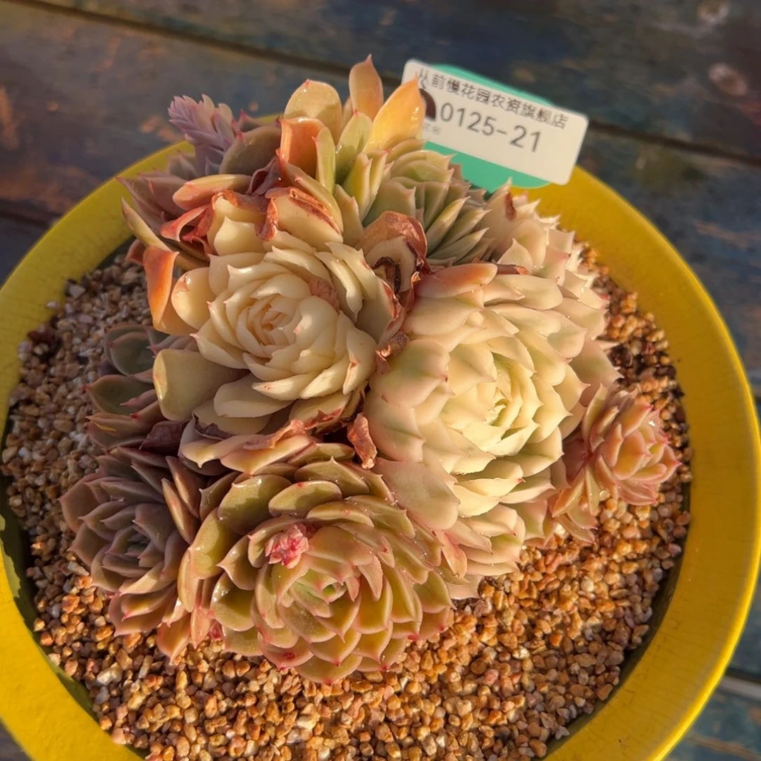 从前慢多肉精选编号0125.21