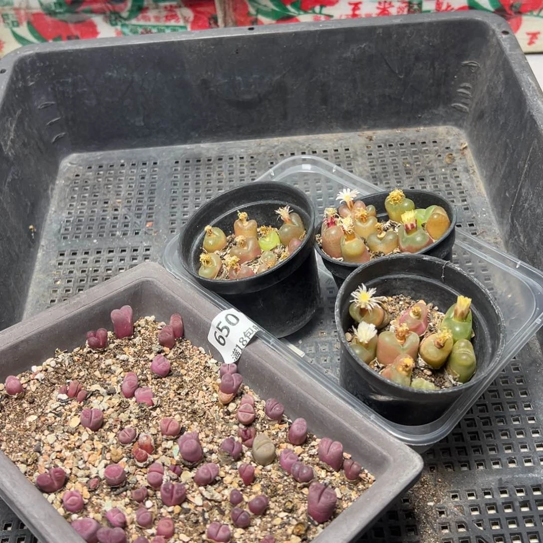 【闪购商品】650。