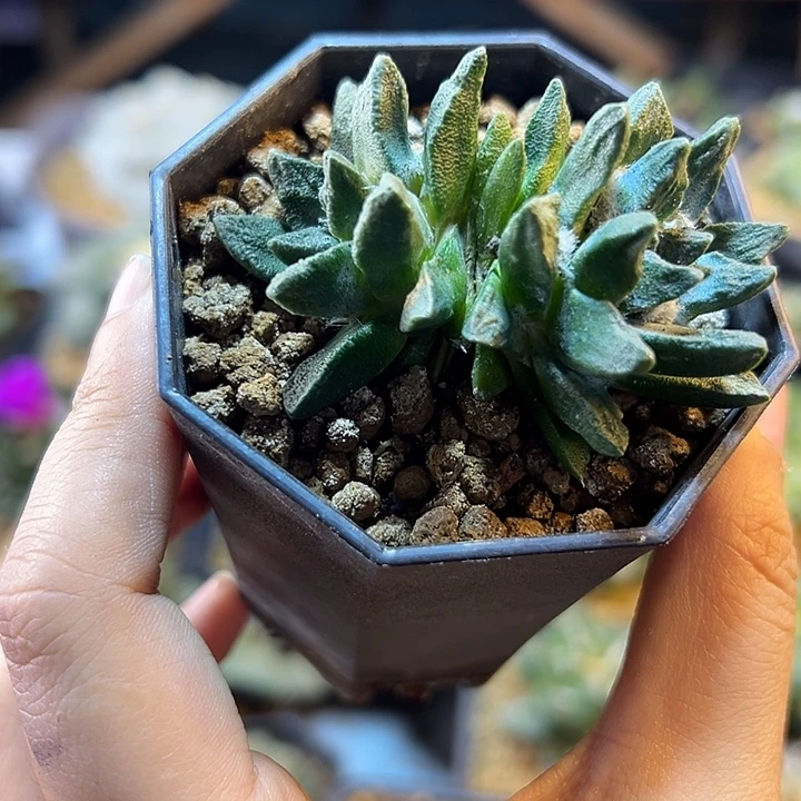 38号自根双头龙角6.1公分