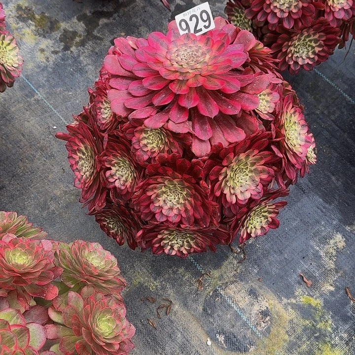 00000000000000929月蝉