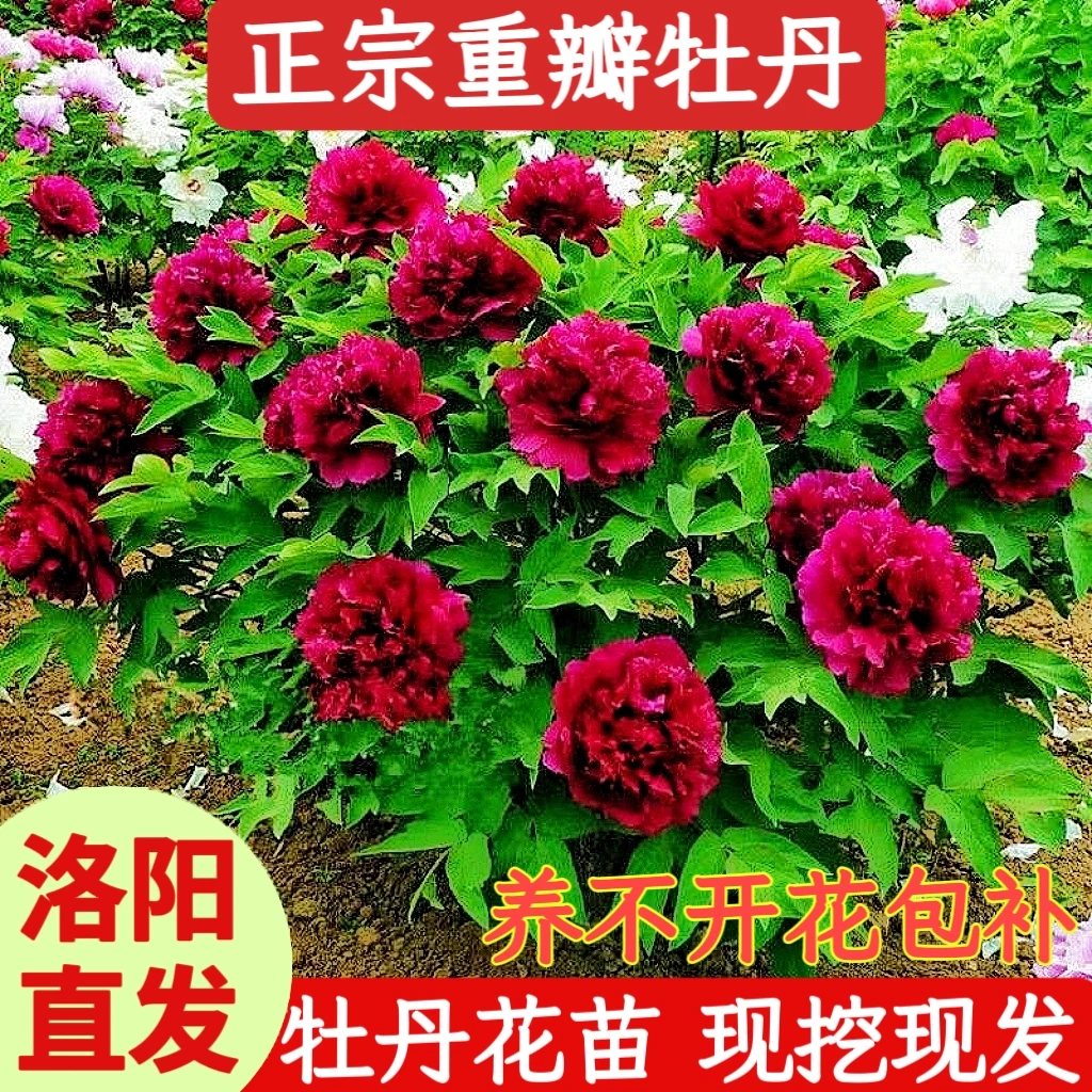 【福利牡丹】花大色艳 4年牡丹花苗3枝条以上 带花芽牡丹花盆栽地栽