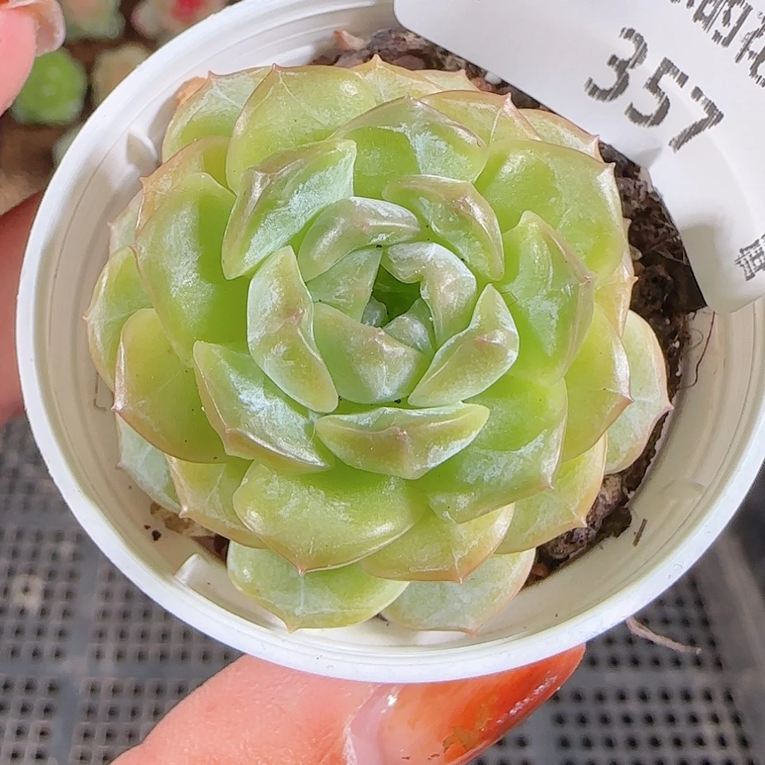 1025--357宝玉一物一拍