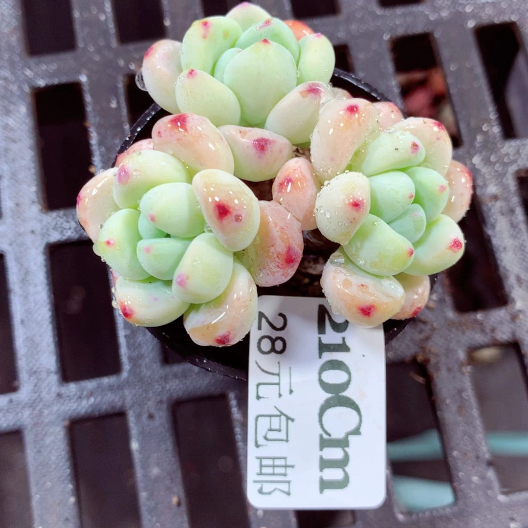 5厘米盆精控多肉210