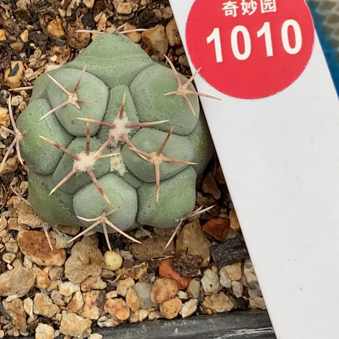 实生白肌天晃一颗仙人球