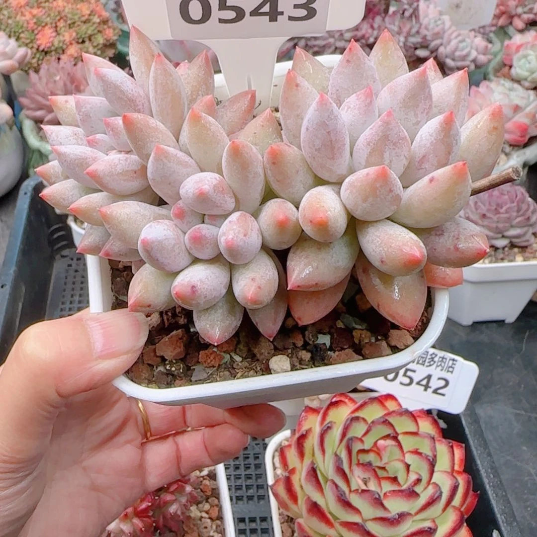 多肉植物0543…………..