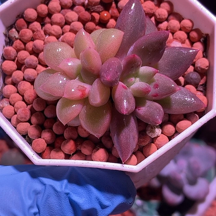 车厘子锦多肉植物