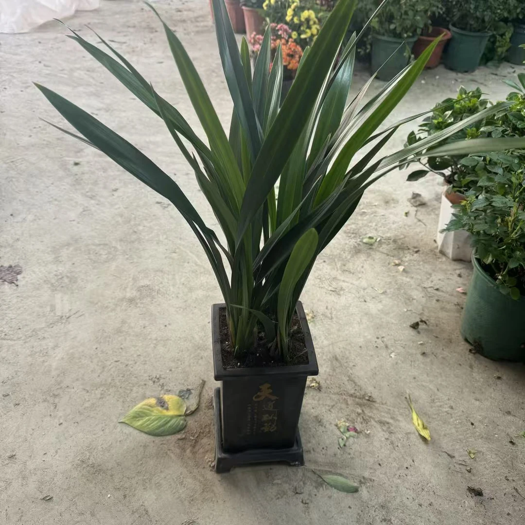 西藏包邮绿植-兰花-墨兰