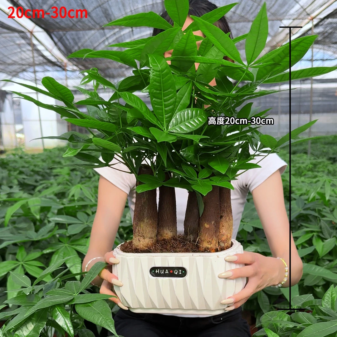 【6杆发财树】土培发财树盆栽室内好养水培绿植花卉盆景卧室客厅