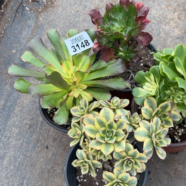多肉植物3148种植物