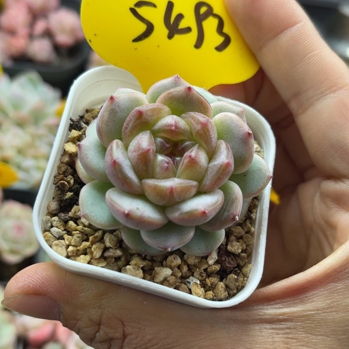 相柳甜心单头5493