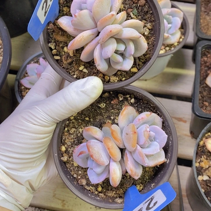 ?**猪251 242多肉植物2222222
