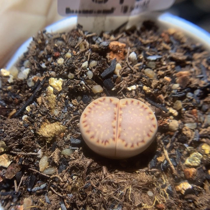 Sss精品生石花810