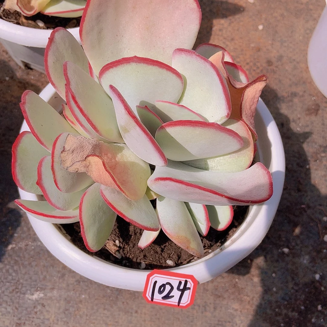 ?****?白眉1024 晓晓一物一拍