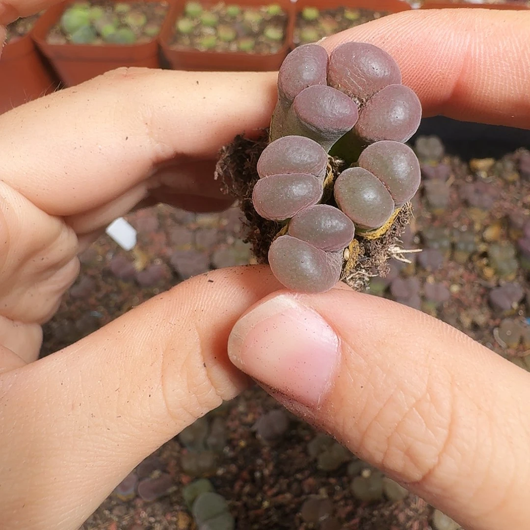 细***沙多肉植物福利风铃梦幻风铃245