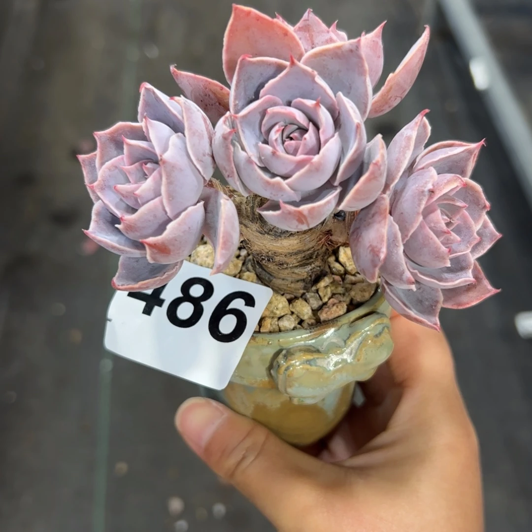 486 多肉植物组合盆栽