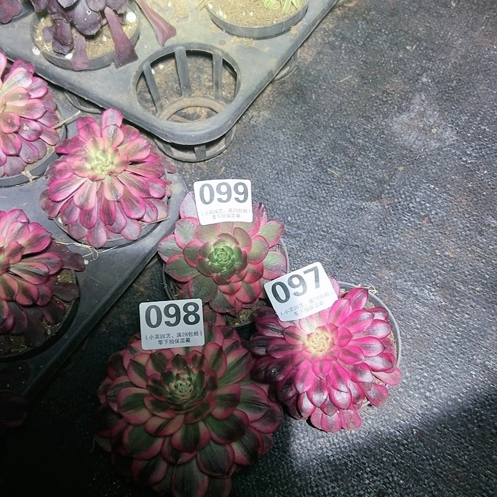 097-098/099多肉植物3颗