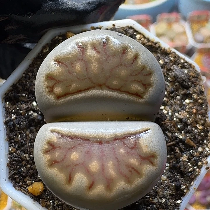 生石花112222。  191