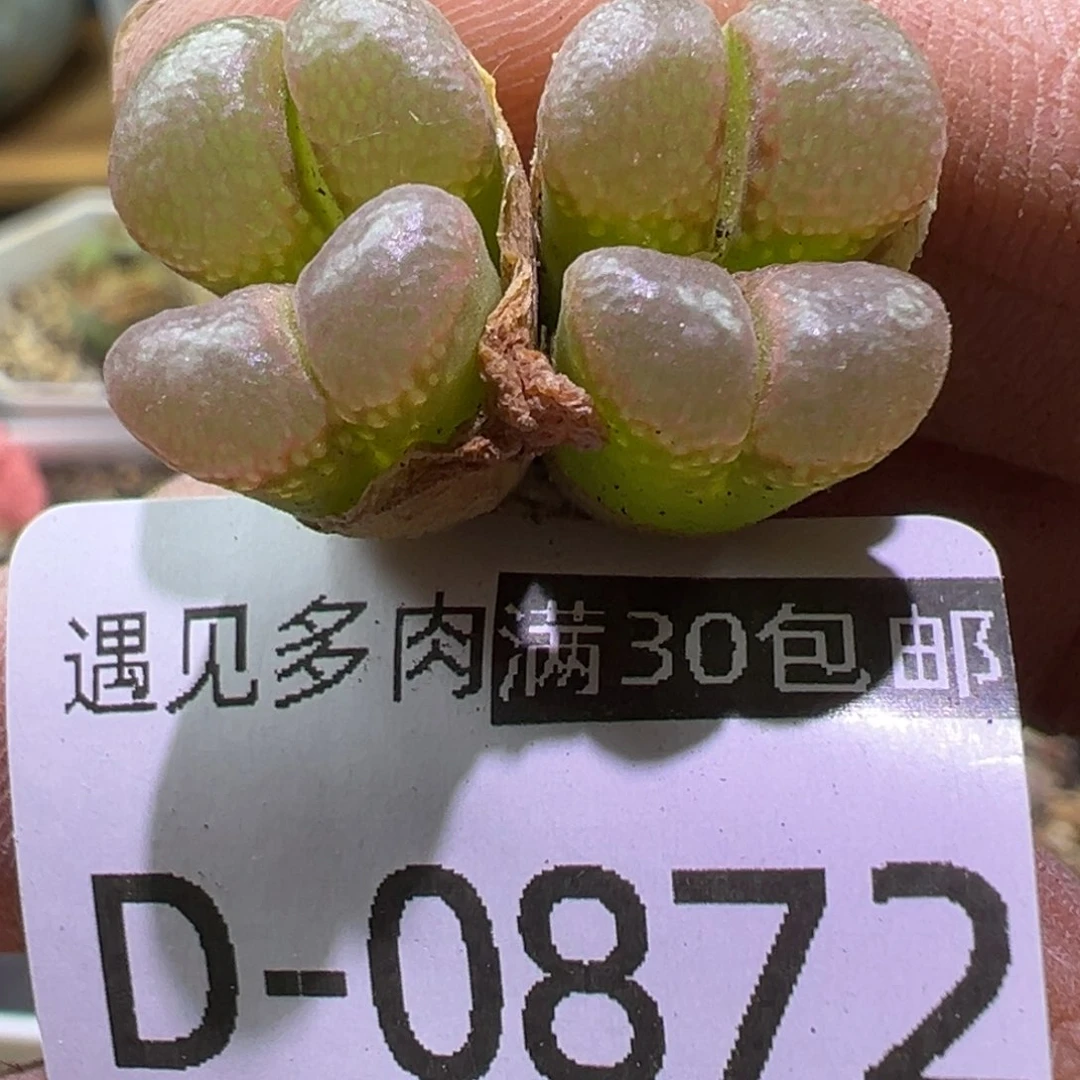 多肉植物11111111111111