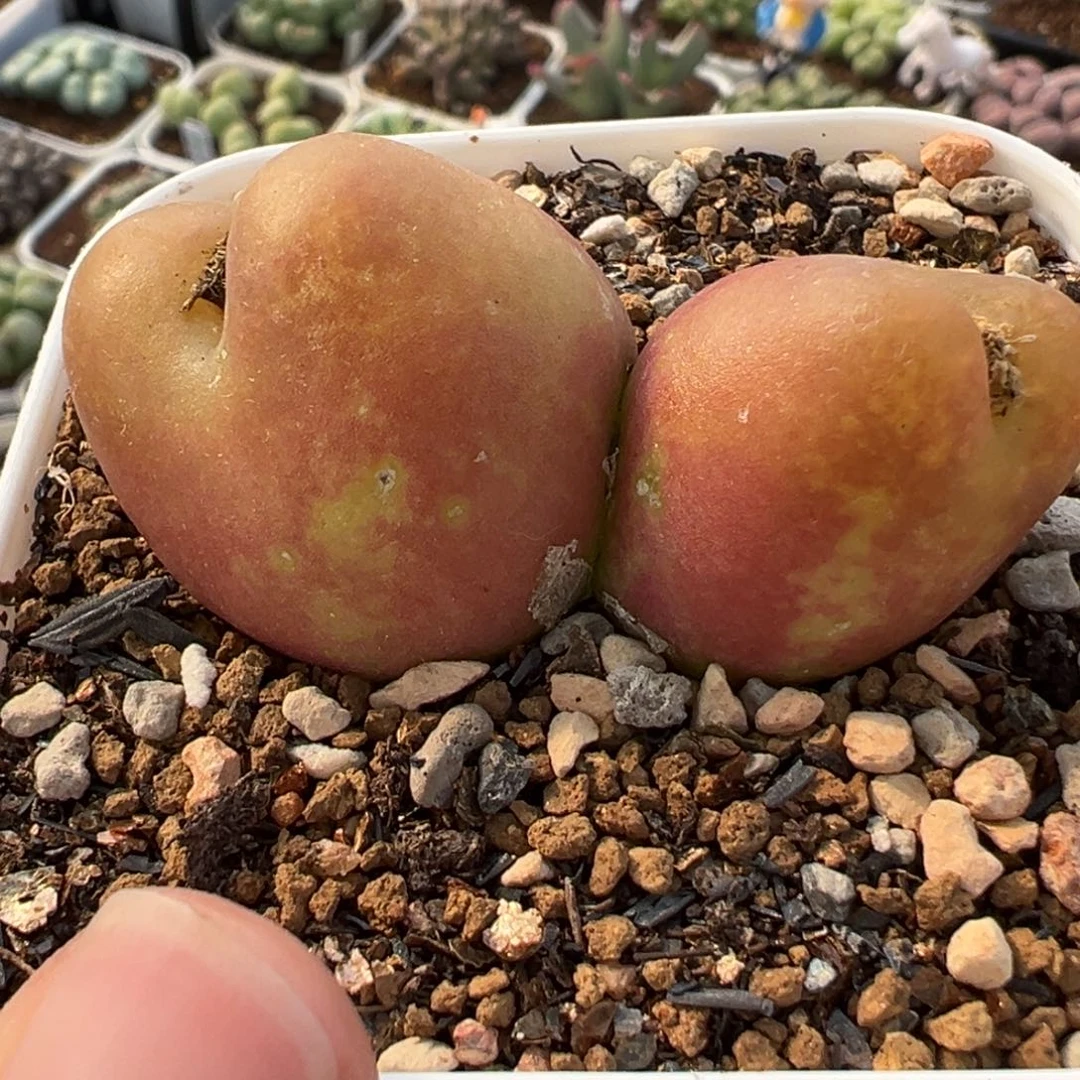 175多肉植物种类多样