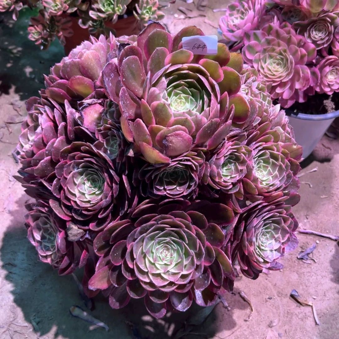 无花朵O****U多肉植物粉花妖寄养644