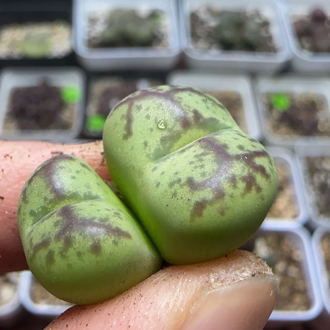 漂亮杂交多肉植物436